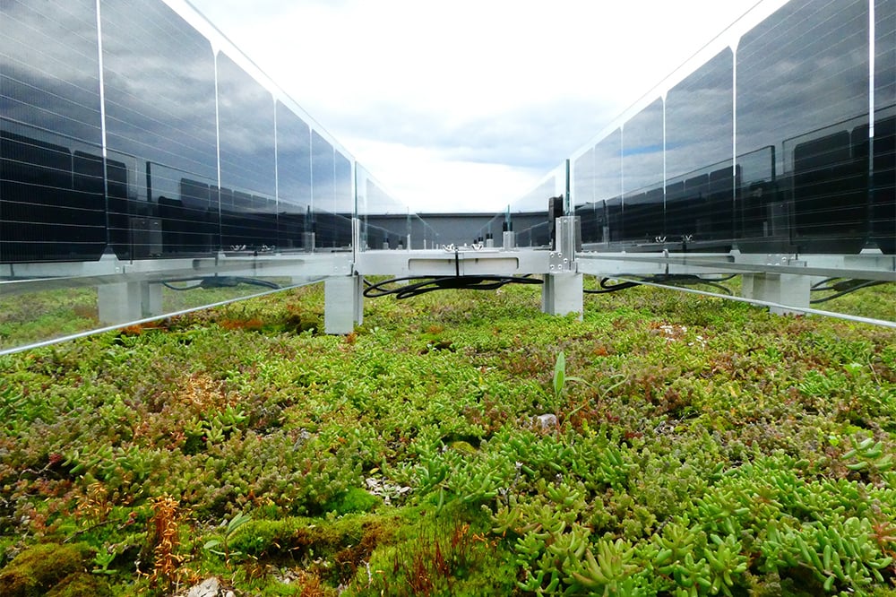 Sempergreen en Over Easy Solar kondigen innovatie samenwerking aan en introduceren het dak van de toekomst
